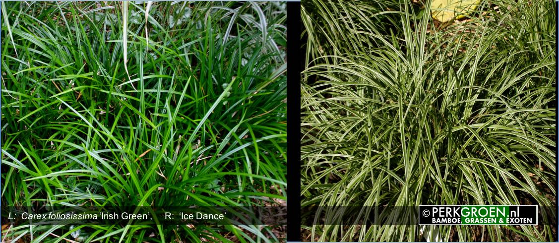 Carex foliosissima Irish Green  Carex  Ice Dance